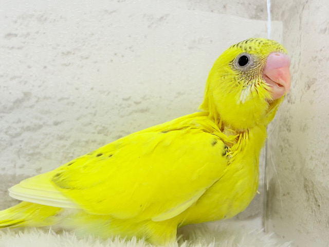 【最新画像更新🪄】サンサンイエロー🐥🌻セキセイインコ(黄色ハルクイン) ヒナ
