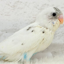 【最新画像更新🪄】おべんと付けて、どこ行くのっ♬セキセイインコ(白ハルクイン) ヒナ