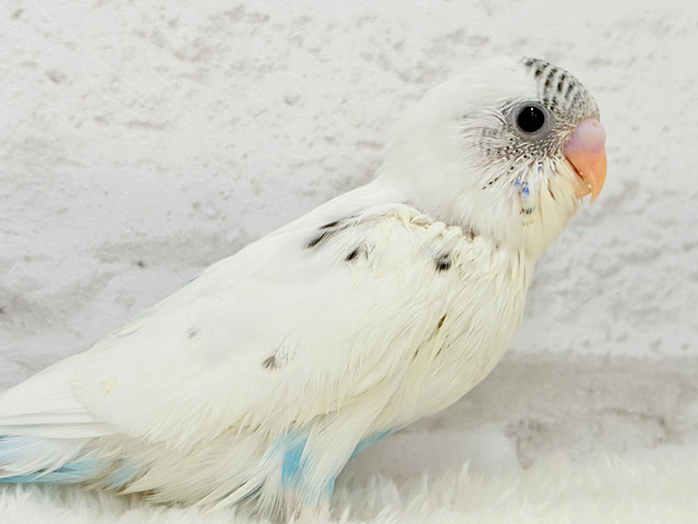 【最新画像更新🪄】おべんと付けて、どこ行くのっ♬セキセイインコ(白ハルクイン) ヒナ