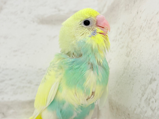 【最新画像更新🪄】レモン風味のキャンディポップ🍭🍋セキセイインコ(パステルカラーレインボーパイド) ヒナ