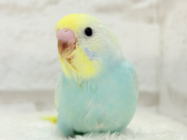 【最新画像更新🪄】甘々🍬クリームソーダ🐣🫧セキセイインコ(パステルレインボー) ヒナ