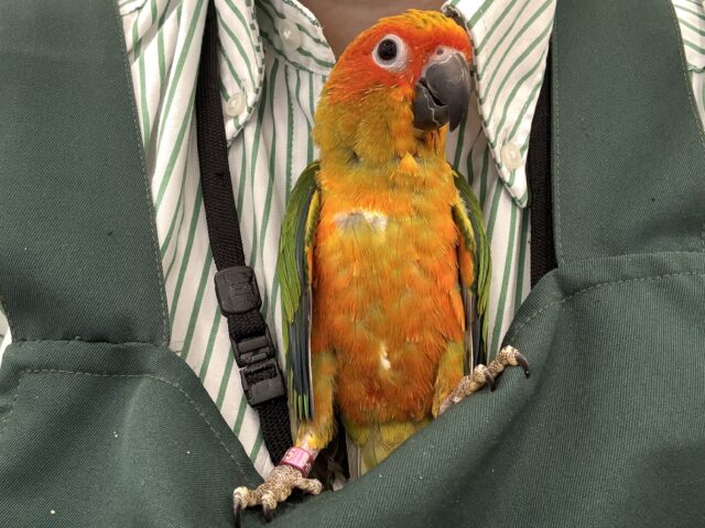 コガネメキシコインコ