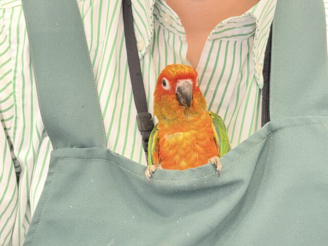 コガネメキシコインコ