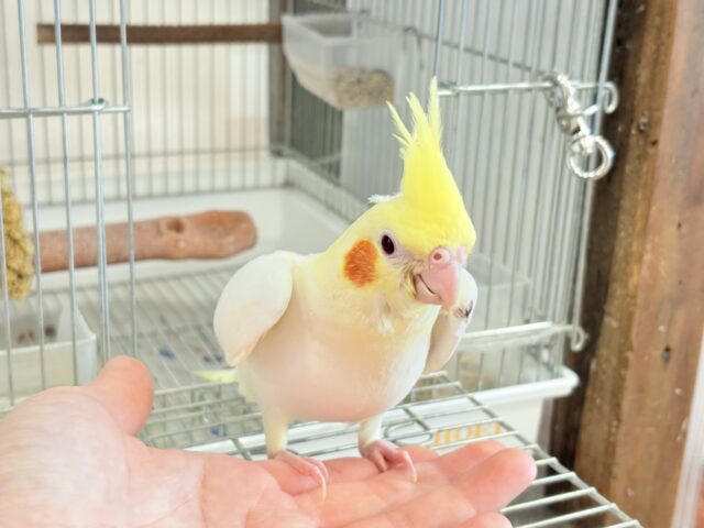 オカメインコ