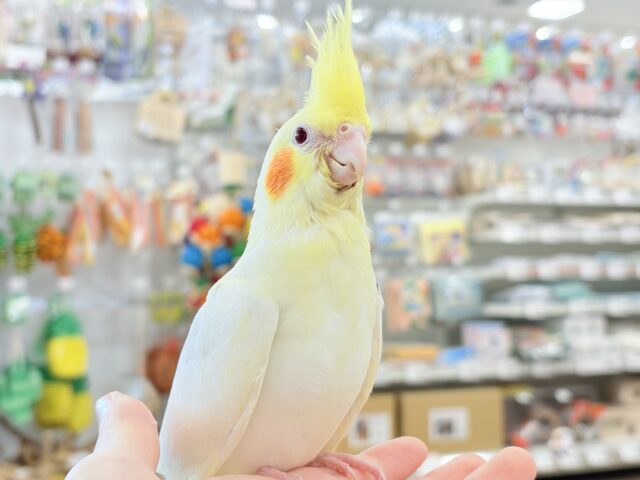 オカメインコ