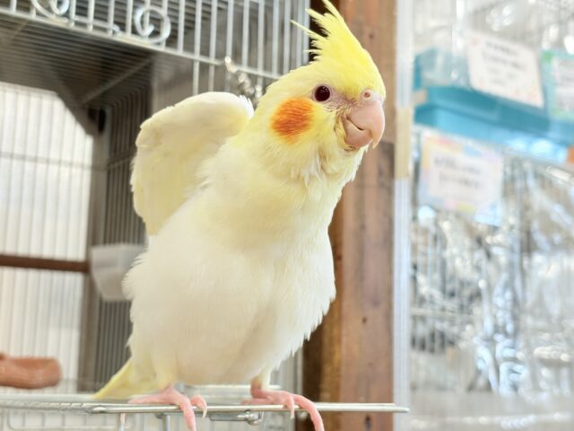 オカメインコ