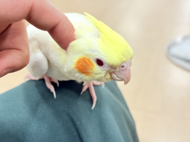 オカメインコ