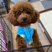 優しいお顔☺️人が大好き遊び好き💗トイプードルの女のコきました💫