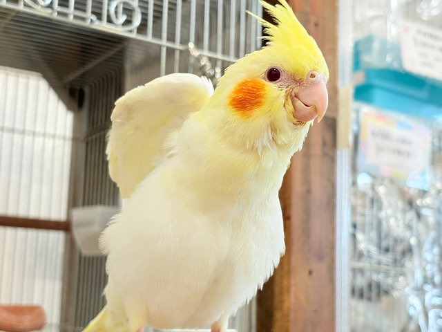 【最新画像更新🪄】チビッ子怪獣の登場だっ⋆͛🐣⋆͛オカメインコ(ルチノー) ヒナ