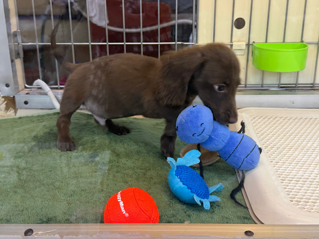 ミニチュアダックス