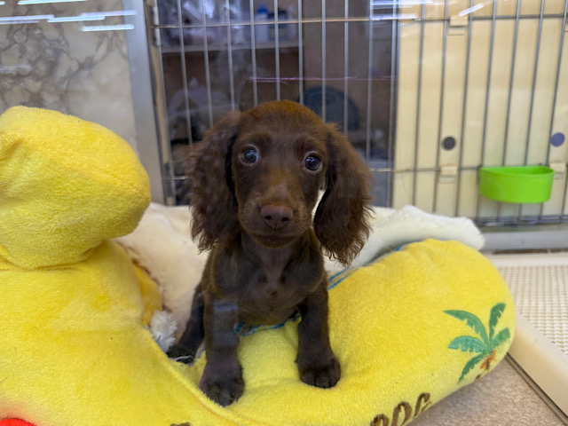 ミニチュアダックス