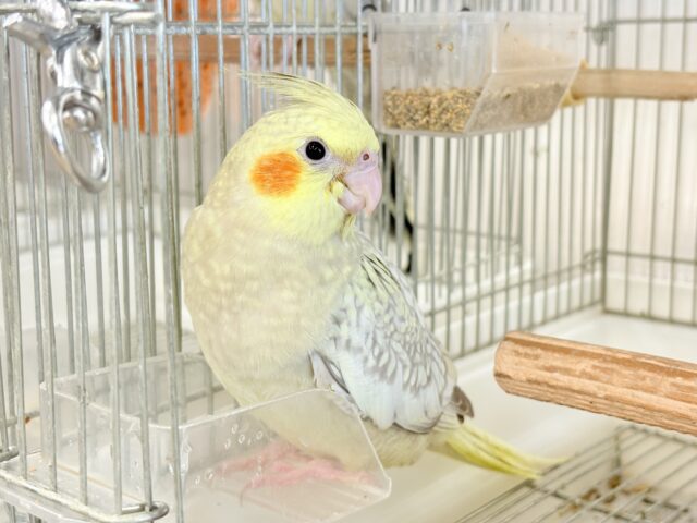 【最新画像更新🪄】マイペースな子~♩♩オカメインコ(シナモンパール) ヒナ オカメインコ