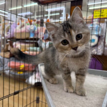 控えめな甘えん坊さん💗スコティッシュフォールドの女のコきました🌟