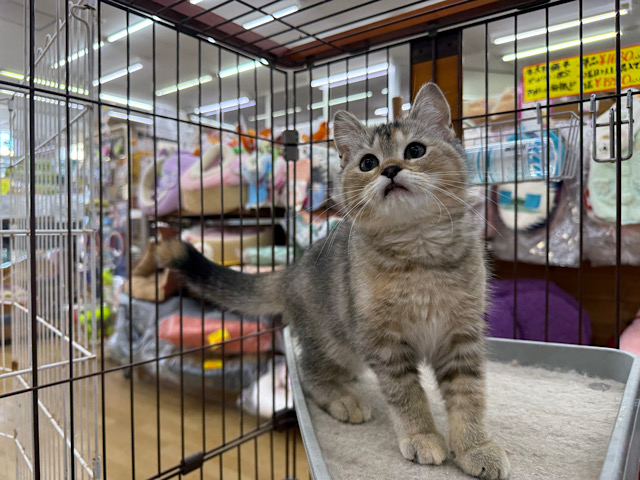 スコティッシュフォールド