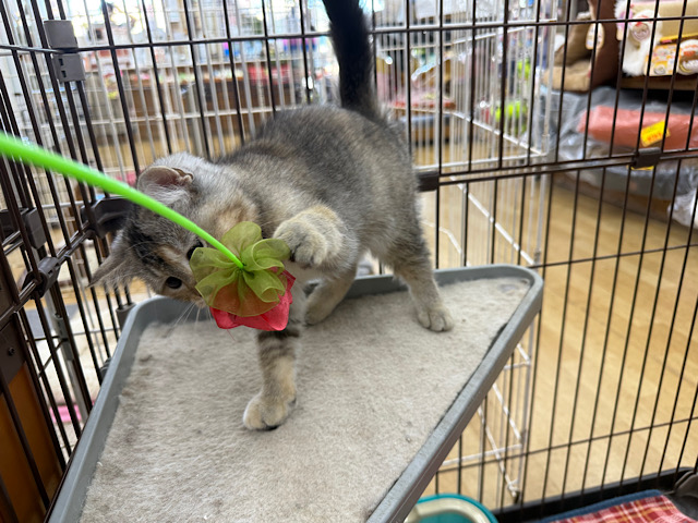 スコティッシュフォールド