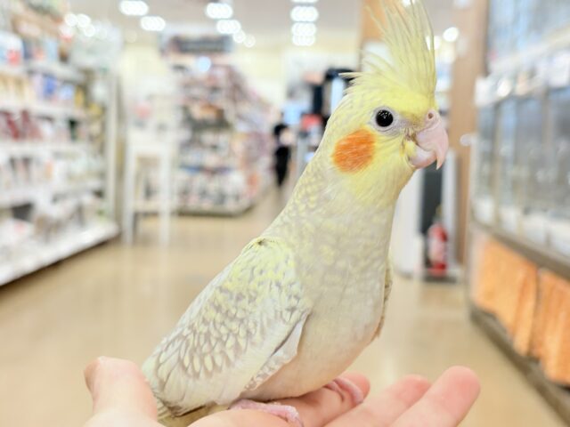 【最新画像更新🪄】マイペースな子~♩♩オカメインコ(シナモンパール) ヒナ オカメインコ