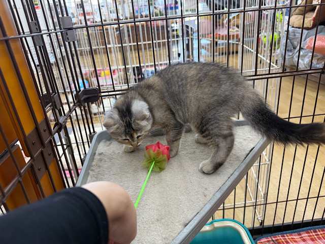 スコティッシュフォールド