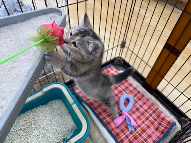 控えめな甘えん坊さん💗遊ぶとスイッチとまらないよぉ🎶 *スコティッシュフォールドの女のコきました🌟 スコティッシュフォールド