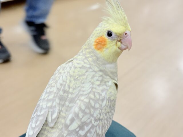 【最新画像更新🪄】マイペースな子~♩♩オカメインコ(シナモンパール) ヒナ オカメインコ