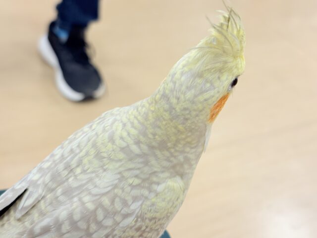 【最新画像更新🪄】マイペースな子~♩♩オカメインコ(シナモンパール) ヒナ オカメインコ