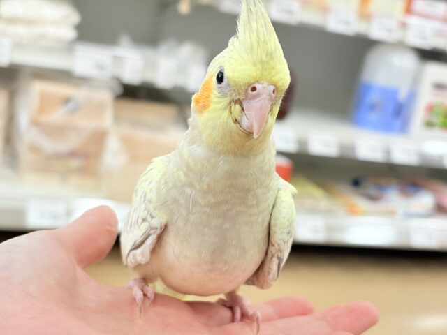 オカメインコ