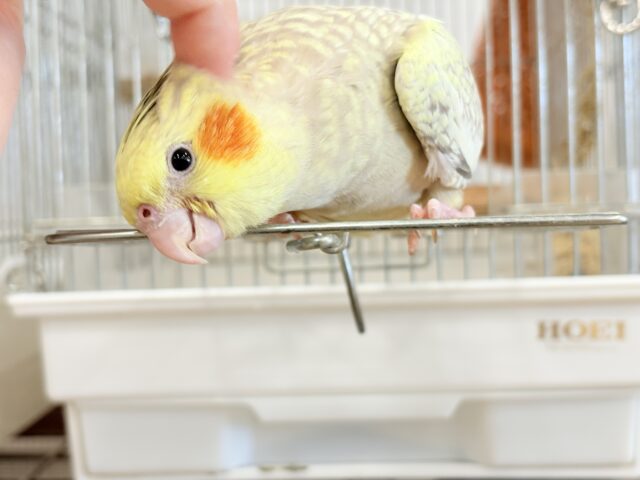 【最新画像更新🪄】マイペースな子~♩♩オカメインコ(シナモンパール) ヒナ オカメインコ
