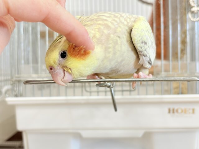 【最新画像更新🪄】マイペースな子~♩♩オカメインコ(シナモンパール) ヒナ オカメインコ