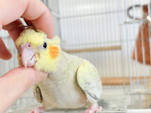 オカメインコ