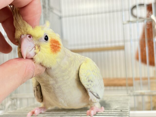 オカメインコ
