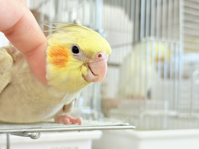 【最新画像更新🪄】マイペースな子~♩♩オカメインコ(シナモンパール) ヒナ オカメインコ