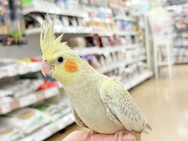 オカメインコ