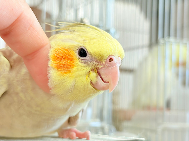 【最新画像更新🪄】マイペースな子~♩♩オカメインコ(シナモンパール) ヒナ 【最新画像更新🪄】マイペースな子~♩♩オカメインコ(シナモンパール) ヒナ