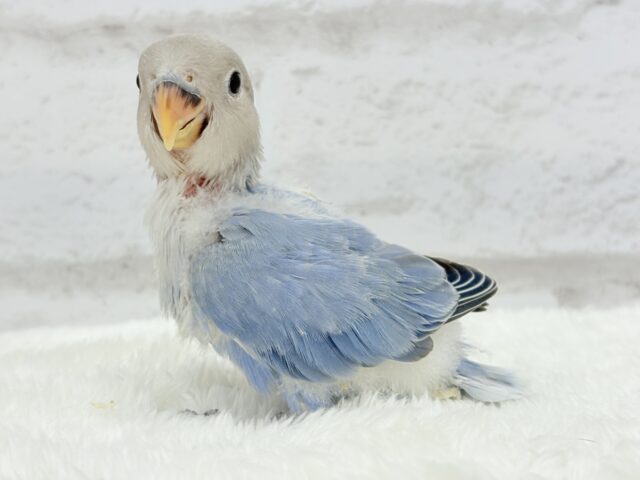 コザクラインコ（小桜インコ）