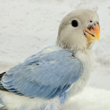 【最新画像更新🪄】とっとこわた毛ペンギン🐧☁️コザクラインコ(バイオレットオパーリン) ヒナ