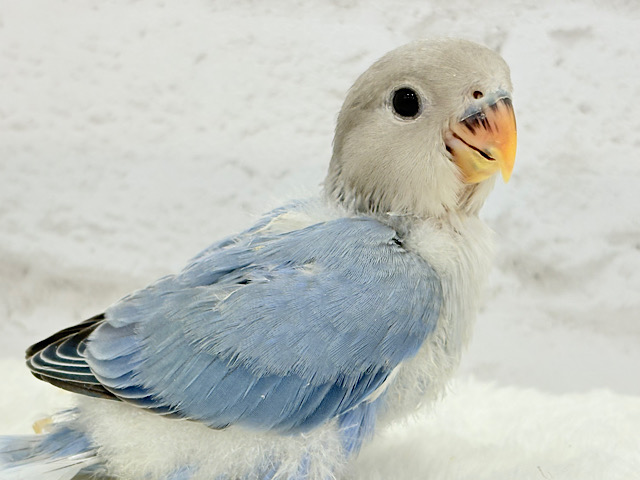 最新画像更新🪄】とっとこわた毛ペンギン🐧☁️コザクラインコ