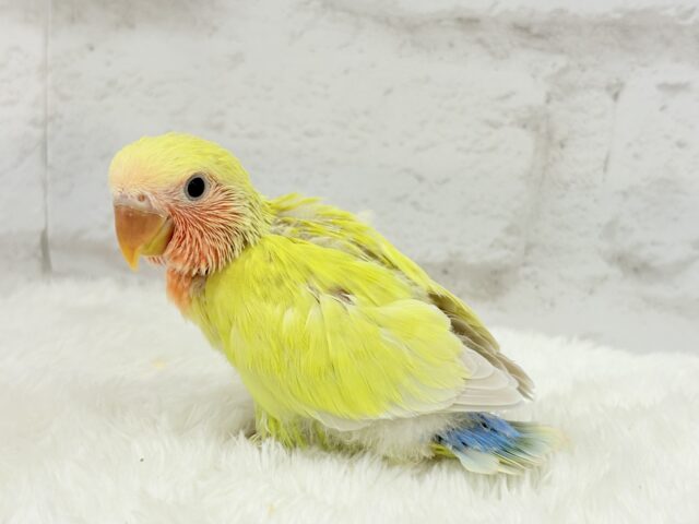 コザクラインコ（小桜インコ）