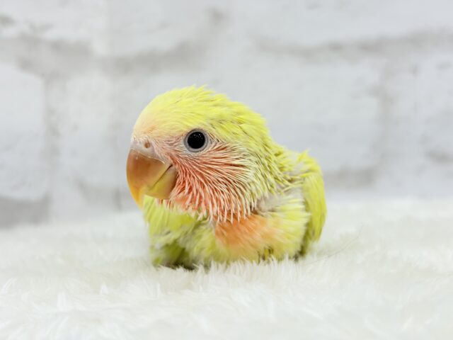 コザクラインコ（小桜インコ）
