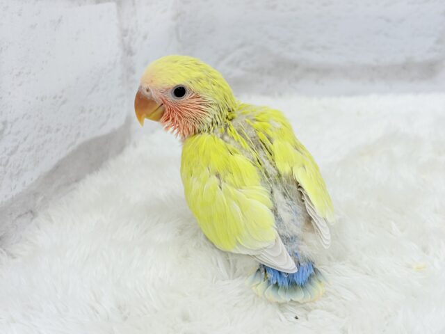 コザクラインコ（小桜インコ）