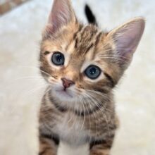 ブラウンの綺麗な毛色のあまえんぼアメショちゃん🤎2025年8月31日生まれ　男の子