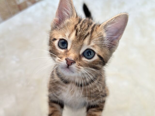 ブラウンの綺麗な毛色のあまえんぼアメショちゃん🤎2025年8月31日生まれ 男の子 アメリカンショートヘア