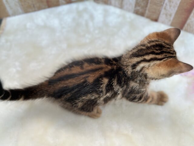 ブラウンの綺麗な毛色のあまえんぼアメショちゃん🤎2025年8月31日生まれ 男の子 アメリカンショートヘア