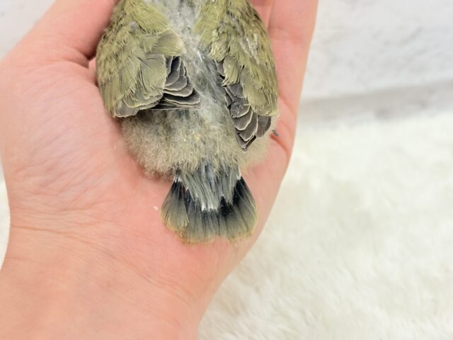 【最新画像更新🪄ひとり餌になりました☆】ふんわり優しい抹茶ちゃん🍵🍡コザクラインコ(オリーブ) ヒナ コザクラインコ(小桜インコ)