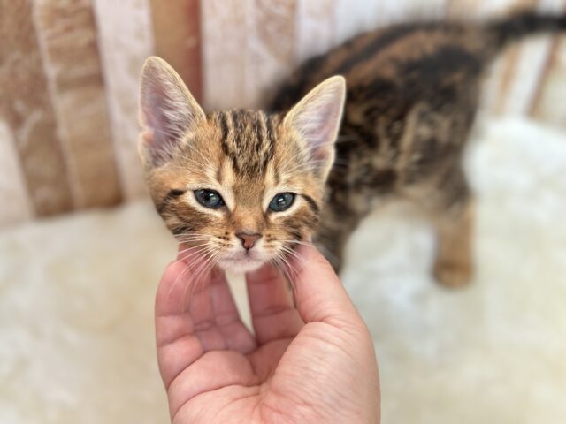 ブラウンの綺麗な毛色のあまえんぼアメショちゃん🤎2025年8月31日生まれ 男の子 アメリカンショートヘア