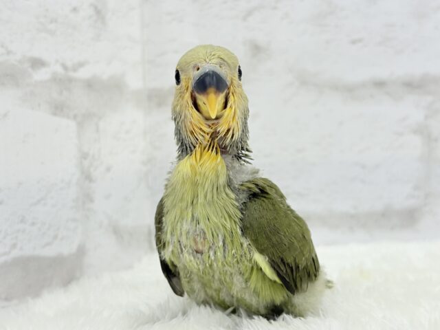 【最新画像更新🪄ひとり餌になりました☆】ふんわり優しい抹茶ちゃん🍵🍡コザクラインコ(オリーブ) ヒナ コザクラインコ(小桜インコ)