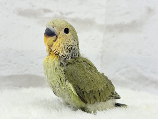 【最新画像更新🪄ひとり餌になりました☆】ふんわり優しい抹茶ちゃん🍵🍡コザクラインコ(オリーブ) ヒナ コザクラインコ(小桜インコ)