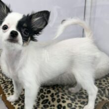 牛さんカラーのおてんばなミックス犬ちゃん🤍🖤（父ロングコートチワワ×母マルチーズ）2025年7月12日生まれ　女の子