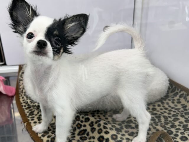 牛さんカラーのおてんばなミックス犬ちゃん🤍🖤(父ロングコートチワワ×母マルチーズ)2025年7月12日生まれ 女の子 チワマル(マルチワ)