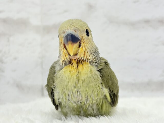 【最新画像更新🪄ひとり餌になりました☆】ふんわり優しい抹茶ちゃん🍵🍡コザクラインコ(オリーブ) ヒナ コザクラインコ(小桜インコ)