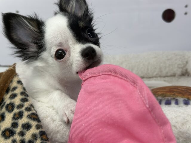 牛さんカラーのおてんばなミックス犬ちゃん🤍🖤(父ロングコートチワワ×母マルチーズ)2025年7月12日生まれ 女の子 チワマル(マルチワ)