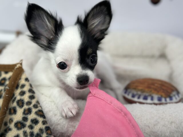 牛さんカラーのおてんばなミックス犬ちゃん🤍🖤(父ロングコートチワワ×母マルチーズ)2025年7月12日生まれ 女の子 チワマル(マルチワ)